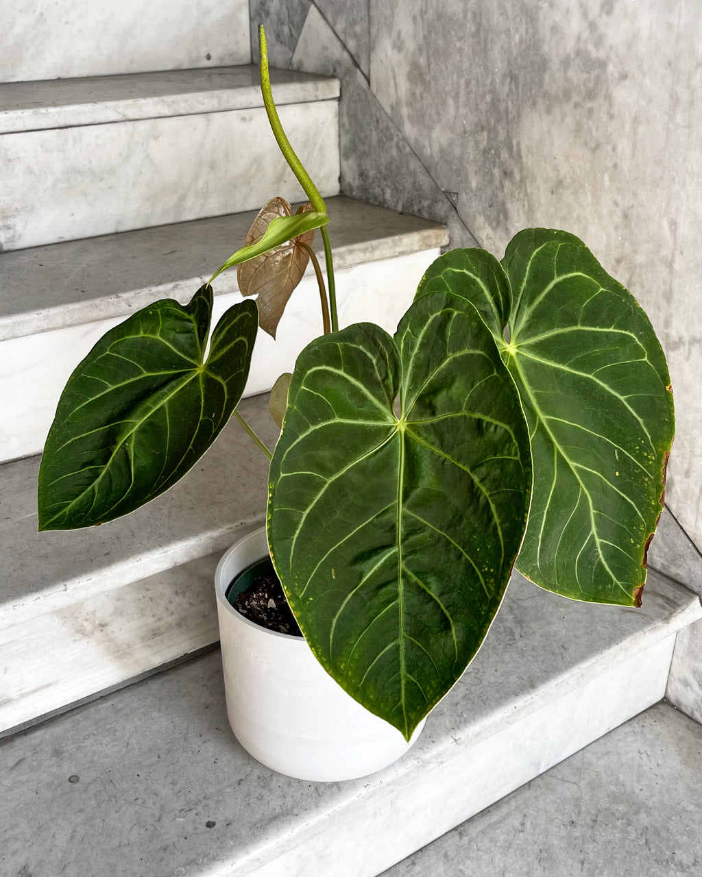 Anthurium clarinervium | Flower Plants