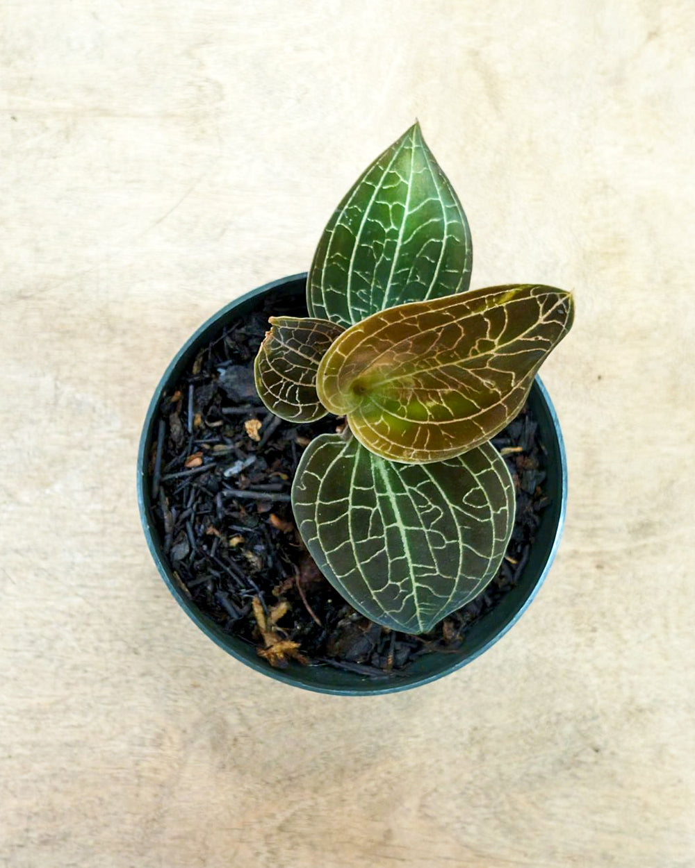 Jewel Orchid ‘Dossinochilus Dreamcatcher’ – Hammer + Vine