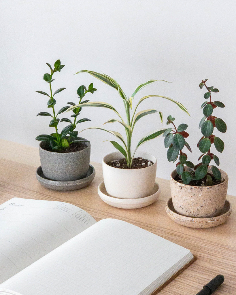 Kanso Upcycled Mini Planter 3"