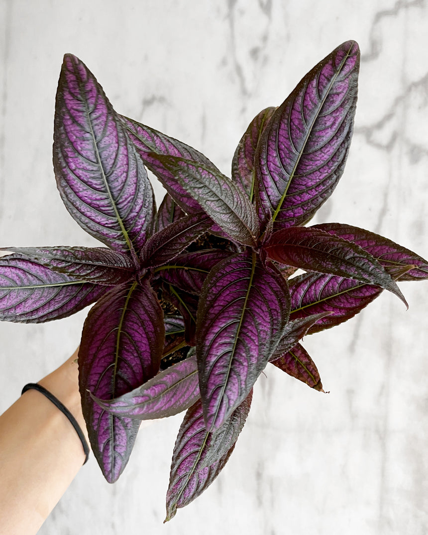 Persian Shield