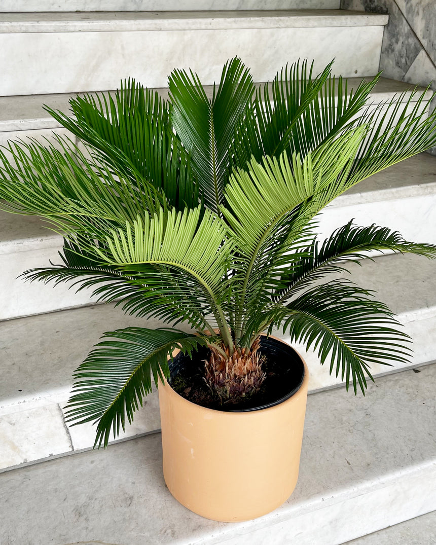 Sago Palm