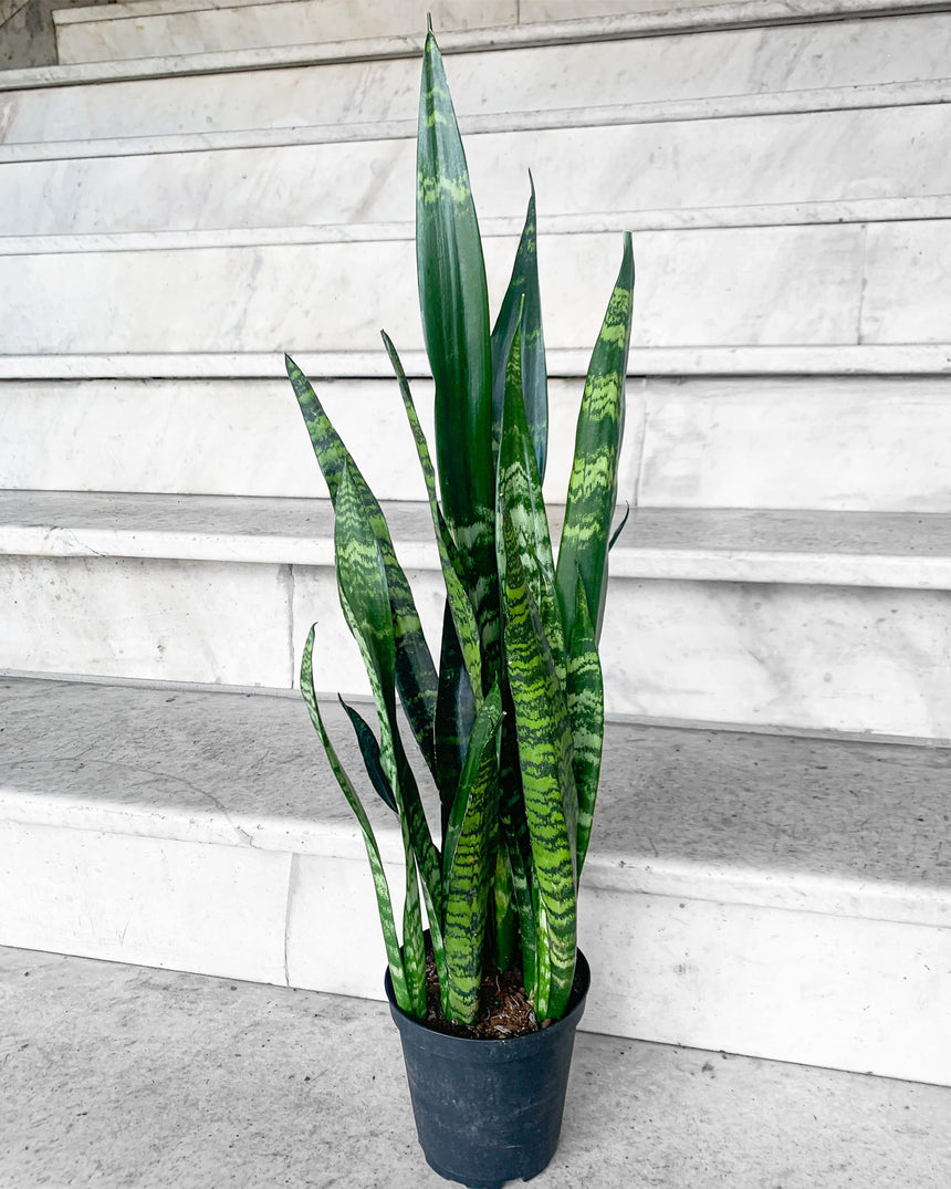 Sansevieria Zeylanica Snake Plant