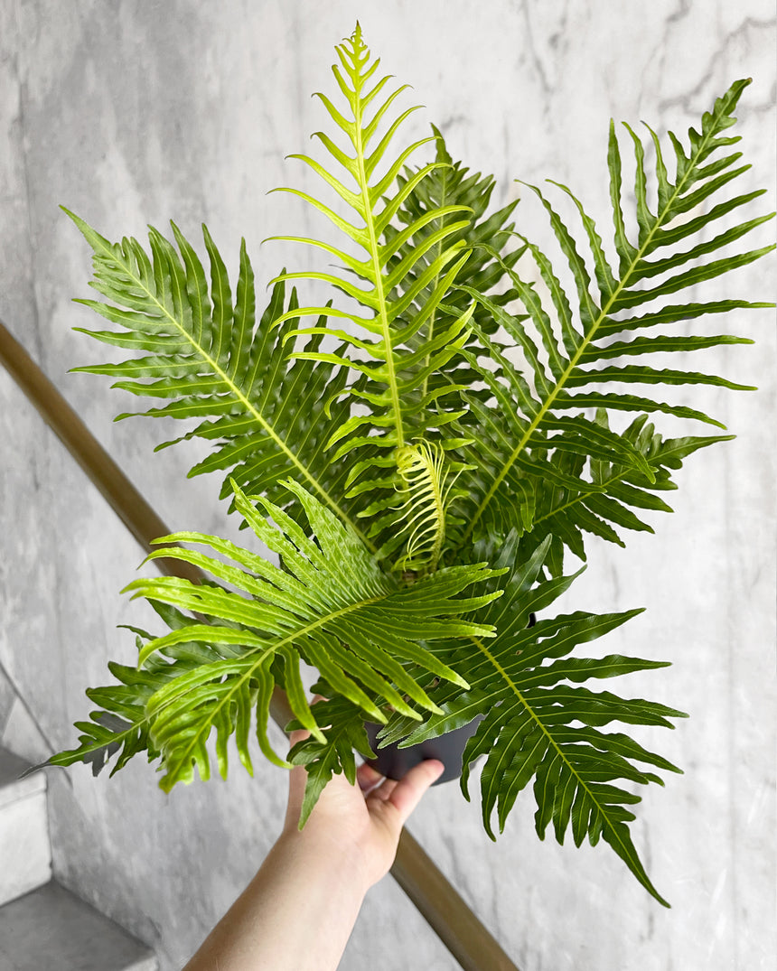 Silver Lady Fern – Blechnum gibbum