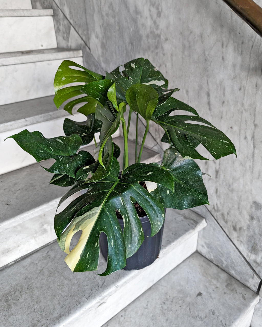 thai monstera Monstera Thai Constellation