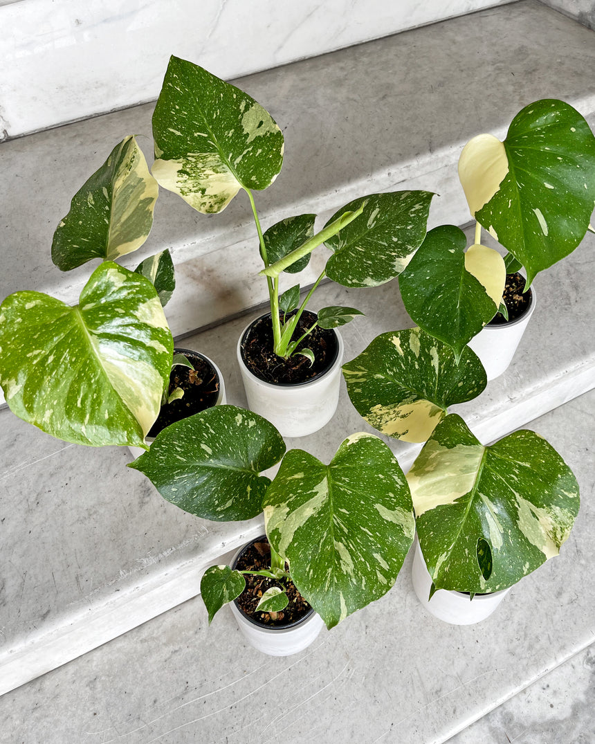 Monstera Thai Constellation