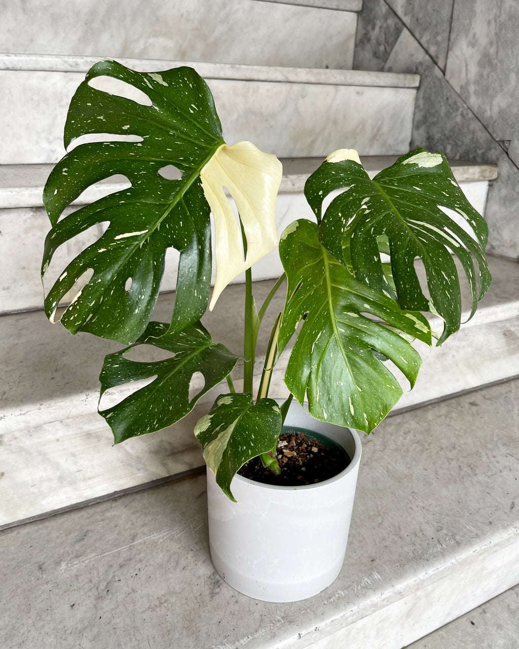 Monstera Thai Constellation – Hammer + Vine