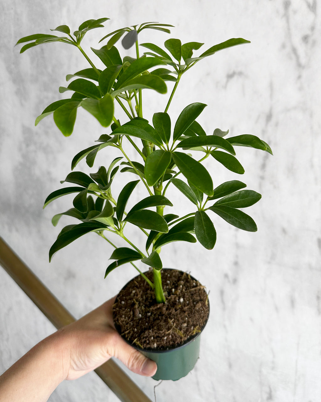 schefflera arboricola 'umbrella plant' Schefflera Arboricola 'Umbrella Tree'