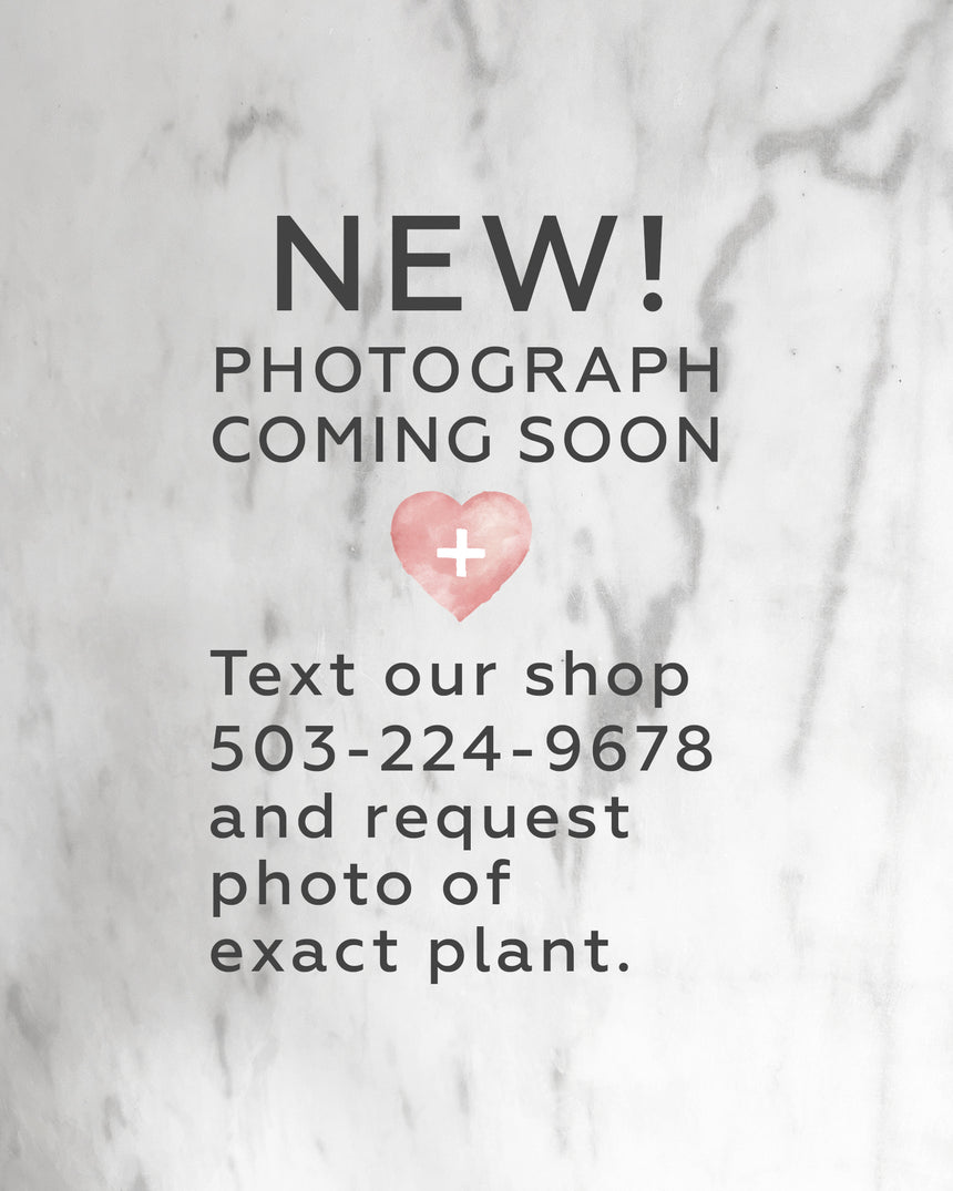 Crassula Ovata - 'Gollum Jade'