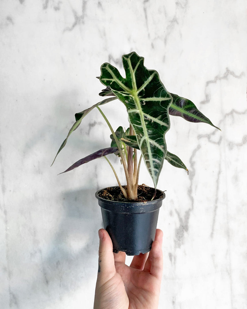 Alocasia Amazonica