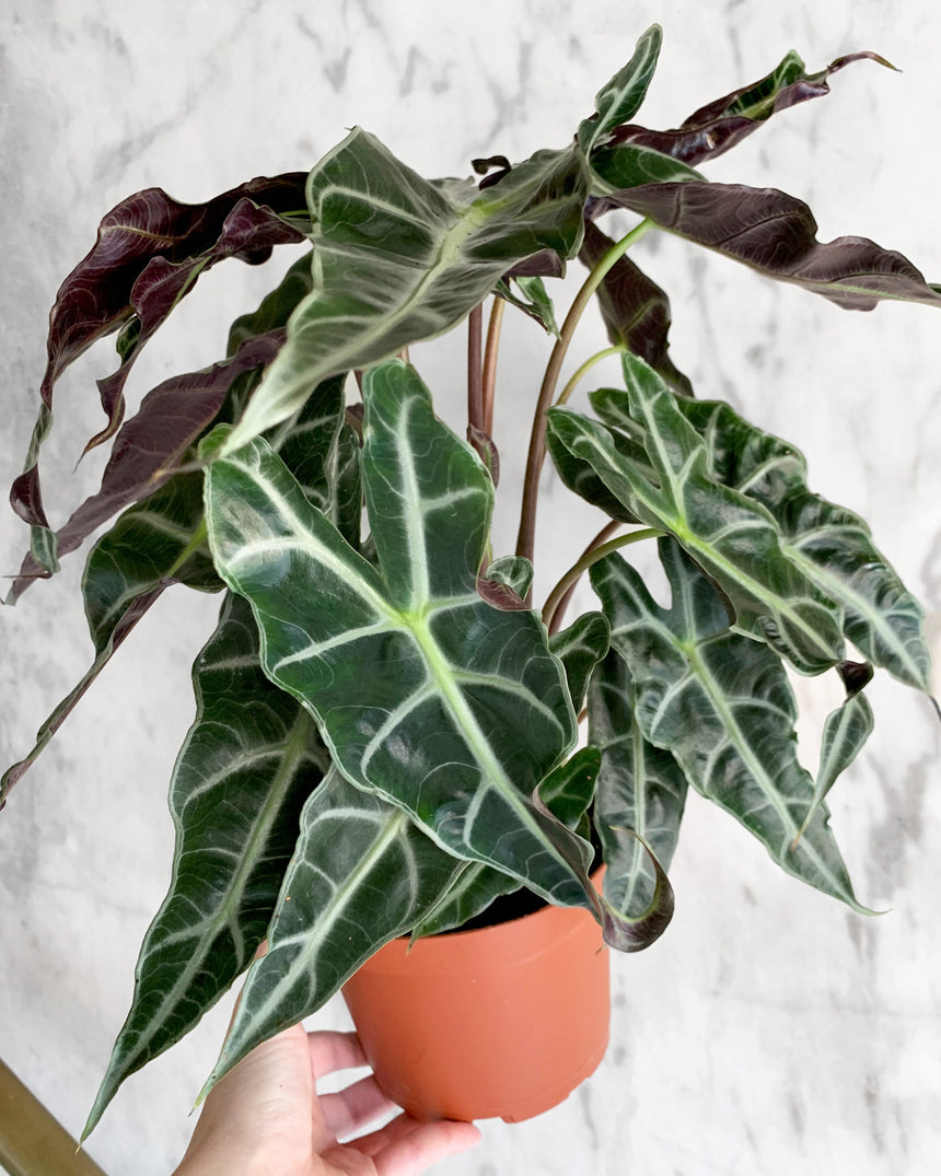 Alocasia Amazonica