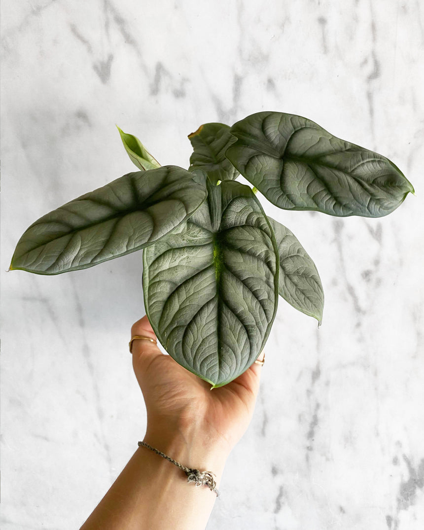Alocasia 'Silver Dragon'