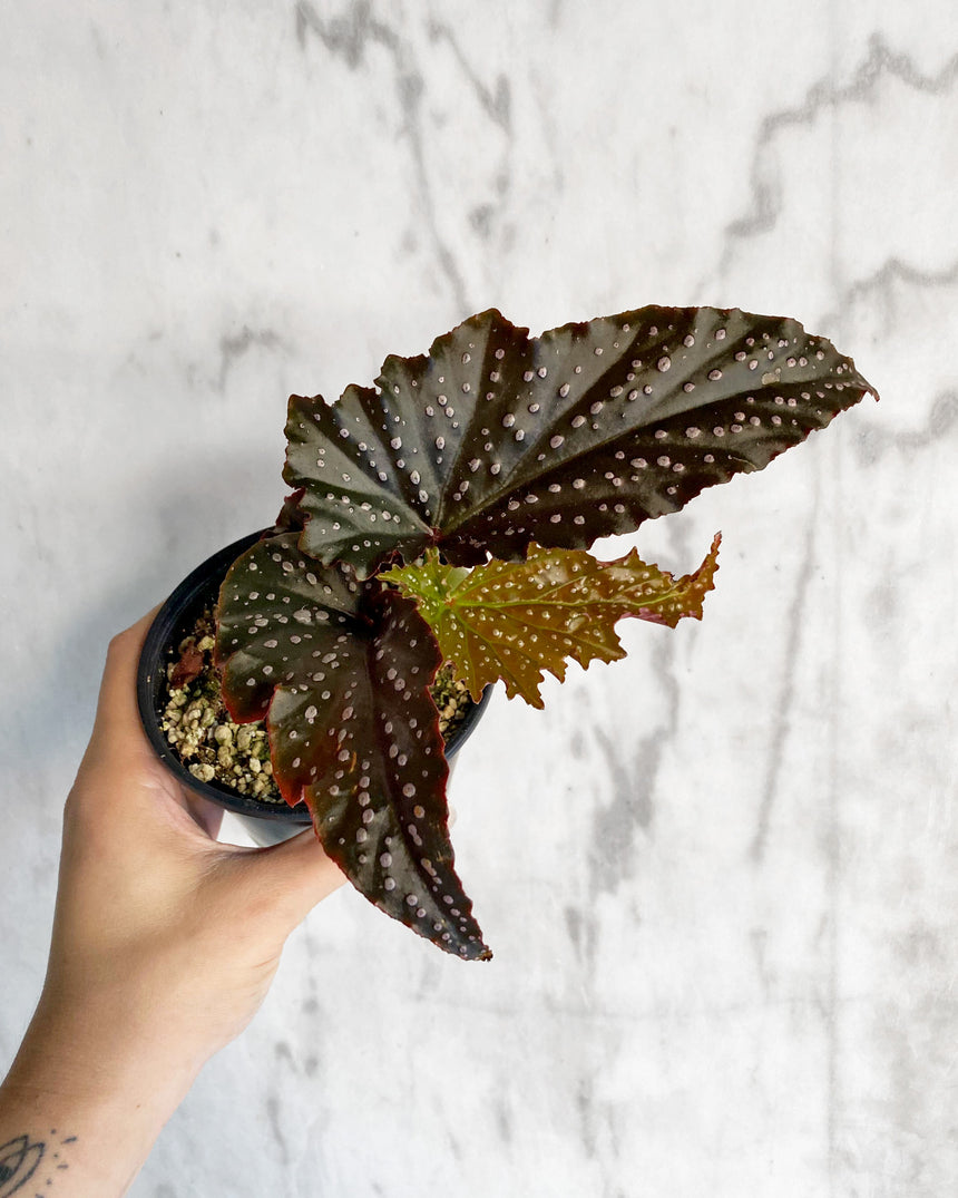Angelwing Begonia 'Fannie Moser'