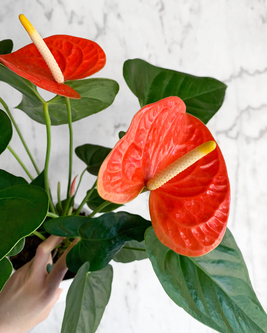 Flowering Anthurium - 5 colors