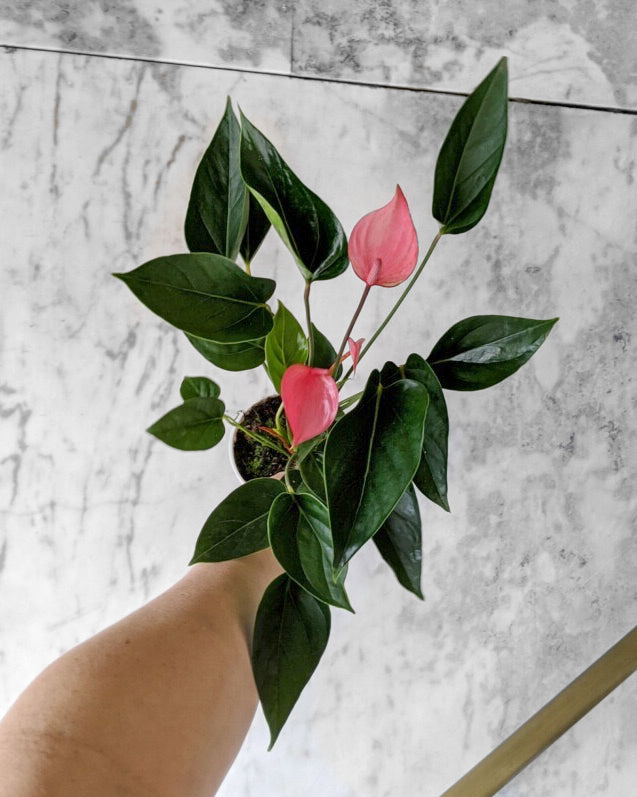 Flowering Anthurium - 5 colors