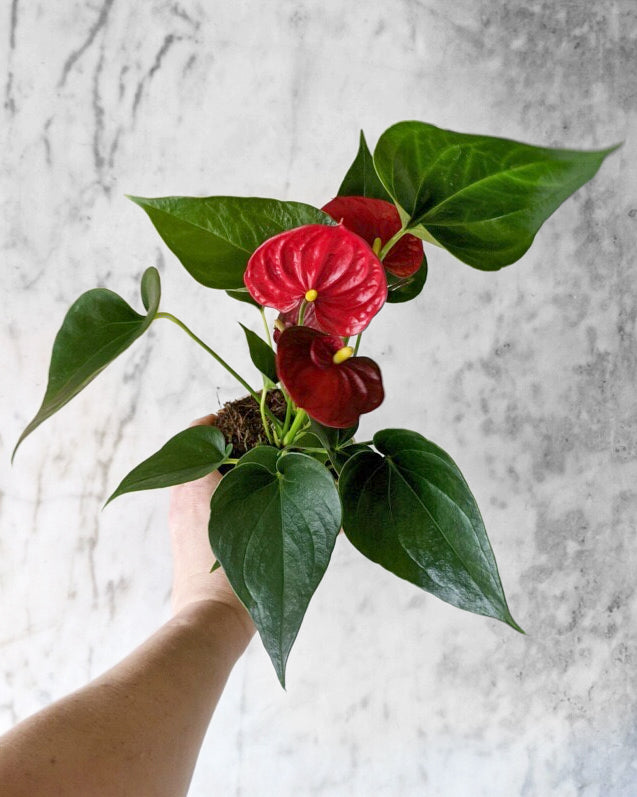 Flowering Anthurium - 5 colors