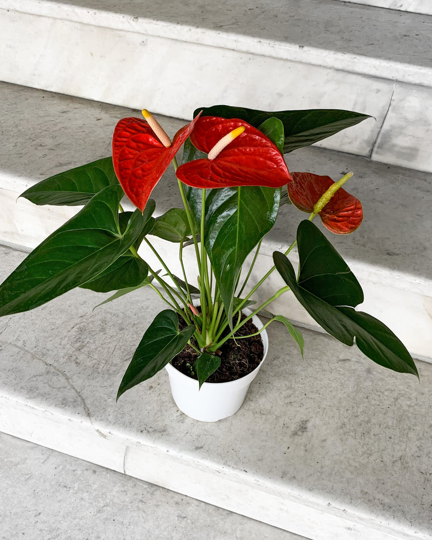 Flowering Anthurium - 5 colors
