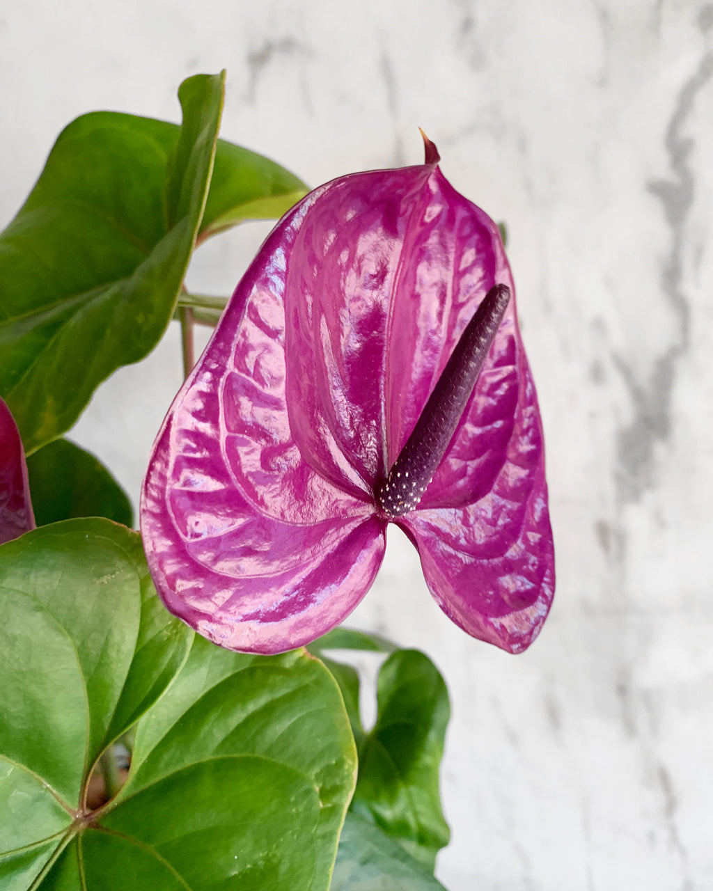 anthurium flower Flowering Anthurium – Assorted Colors