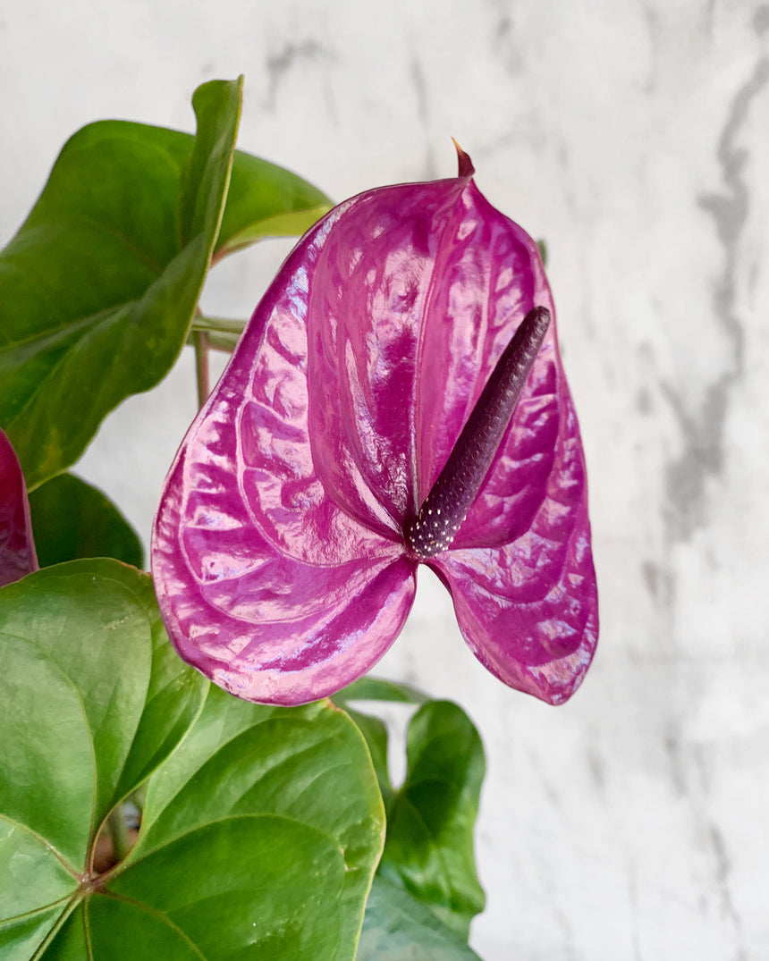 Flowering Anthurium - 5 colors