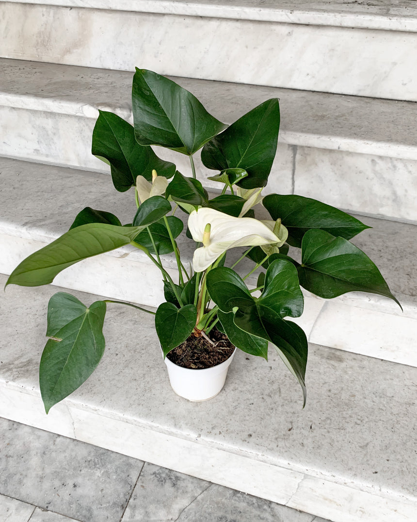 Flowering Anthurium - 5 colors