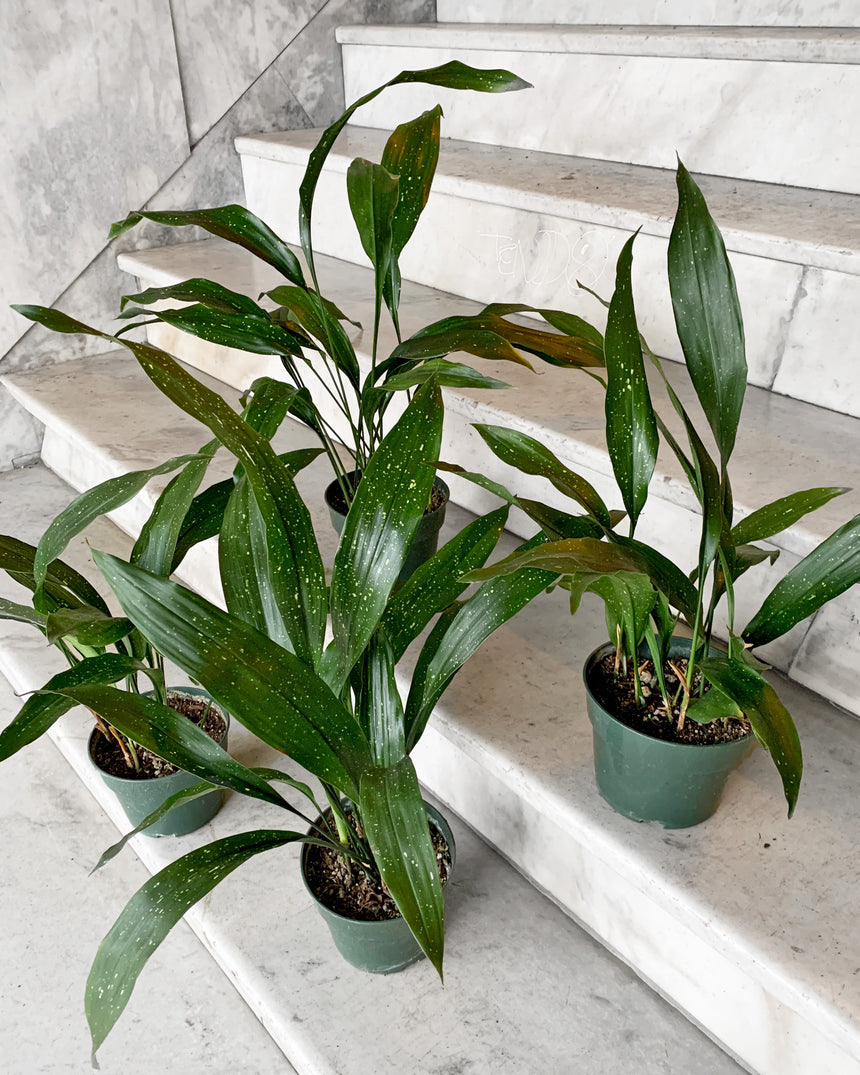 Aspidistra Cast Iron plant 'Milky Way'