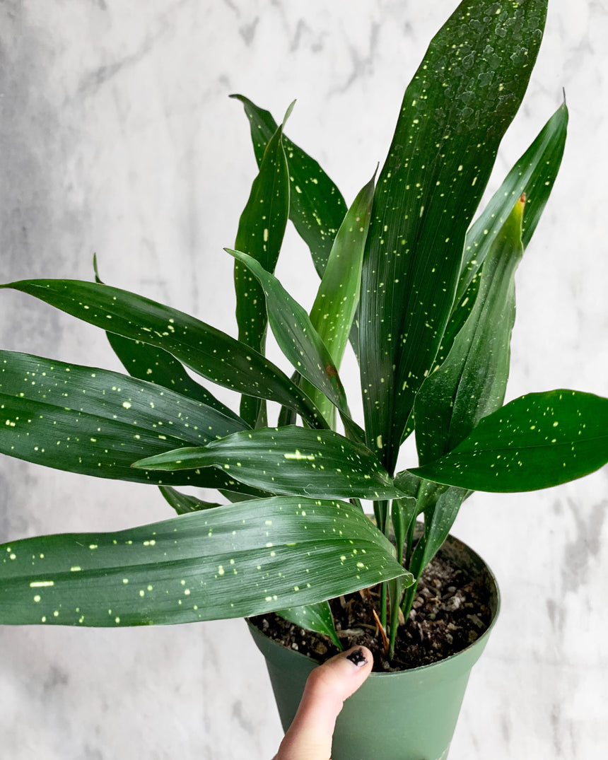 Aspidistra Cast Iron plant 'Milky Way'