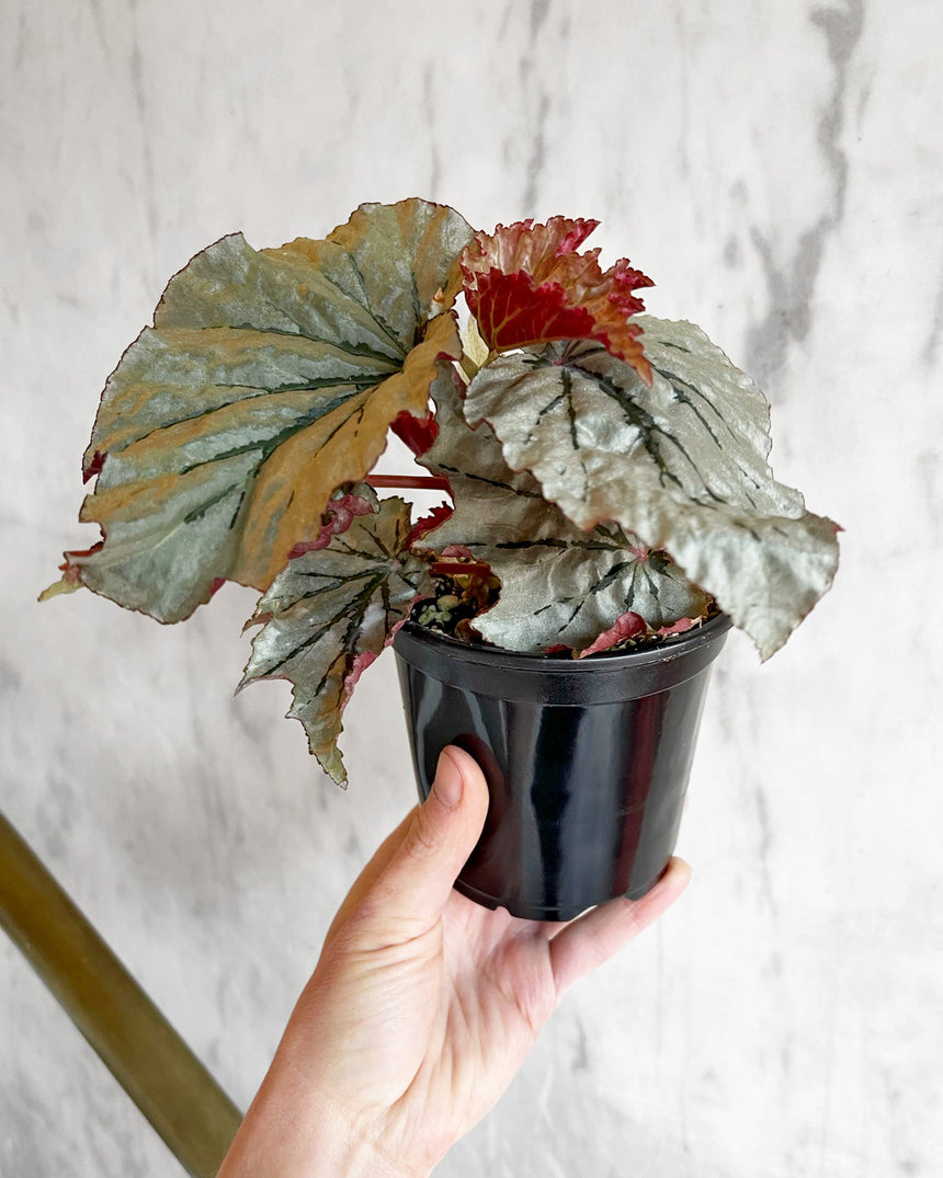 Begonia 'Looking Glass'