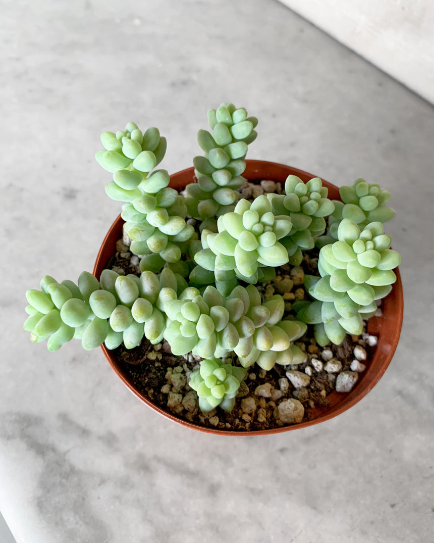 Sedum Morganianum 'Burro's Tail'