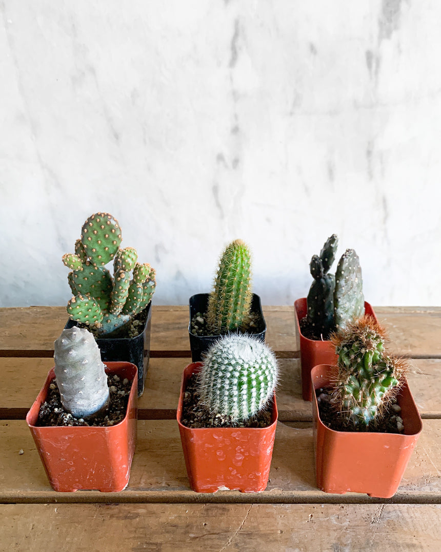 Cacti 2”