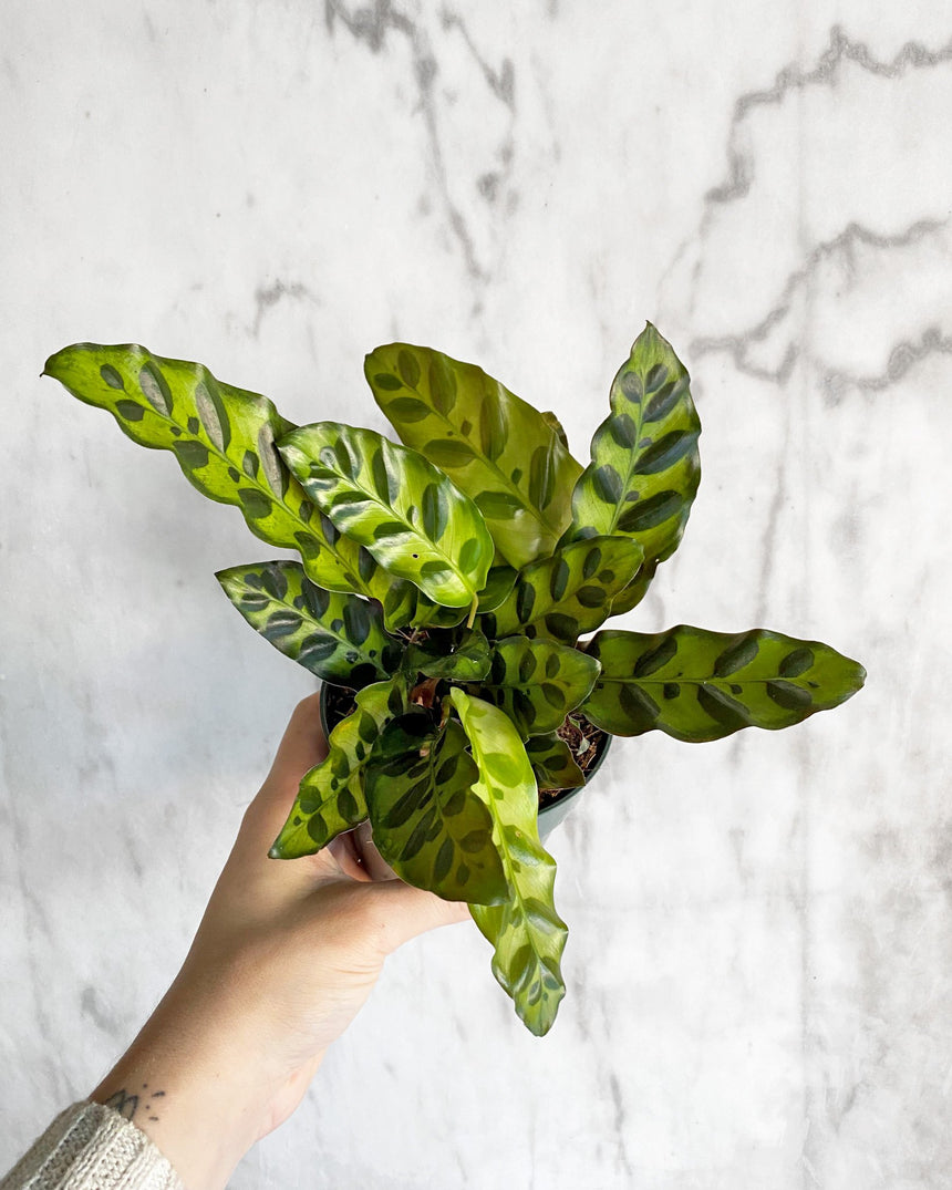 Calathea Lancifolia 'Rattlesnake Plant'