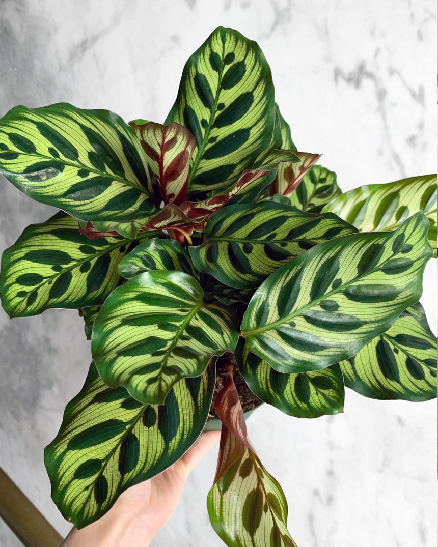 Calathea Makoyana 'Peacock'