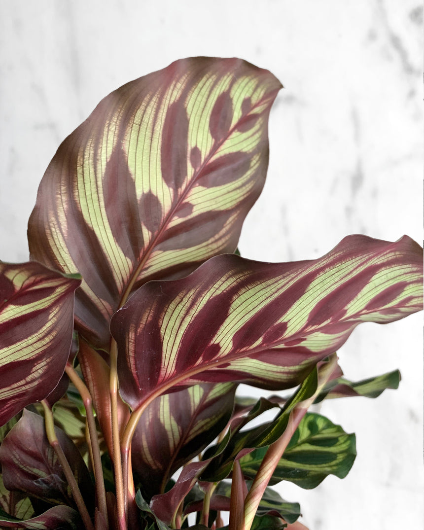 Calathea Makoyana 'Peacock'