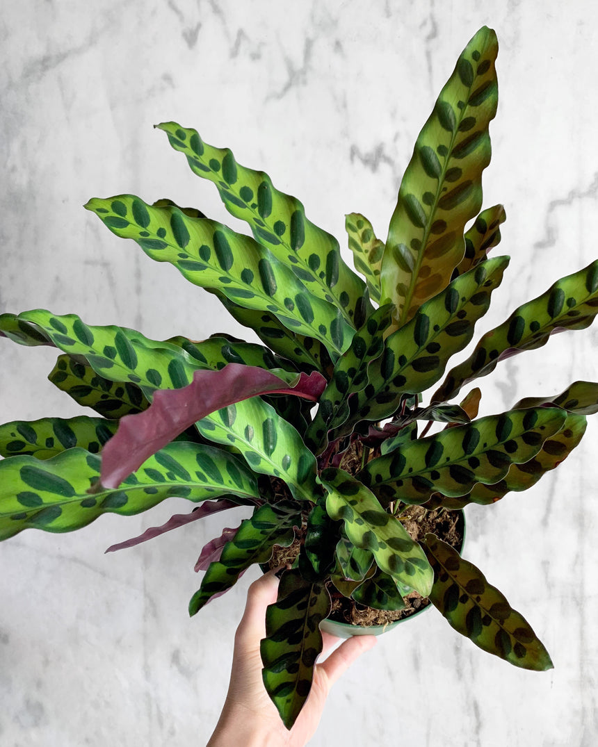 Calathea Lancifolia 'Rattlesnake Plant'