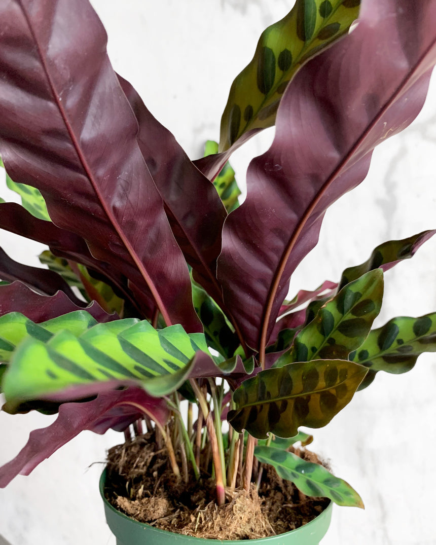 Calathea Lancifolia 'Rattlesnake Plant'