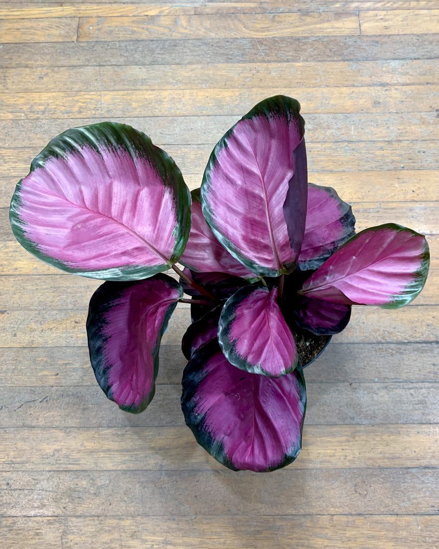 Calathea 'Rosy'