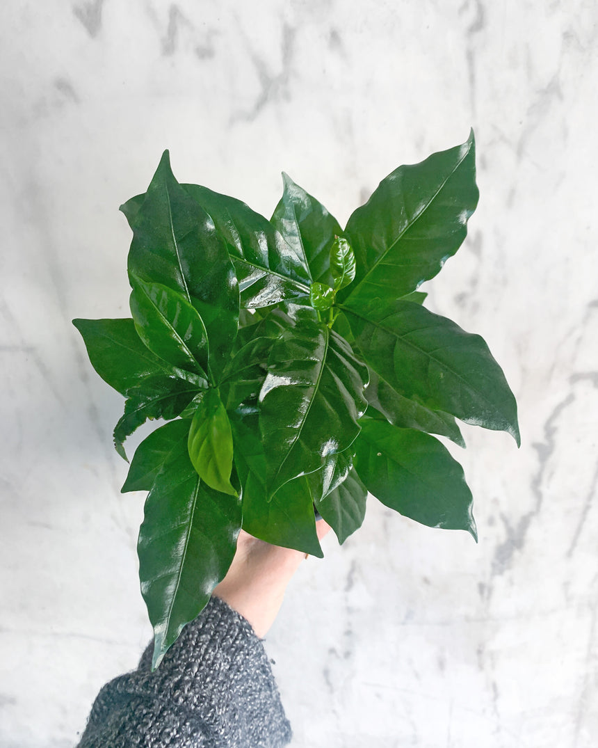 Coffee Plant 'Arabica'