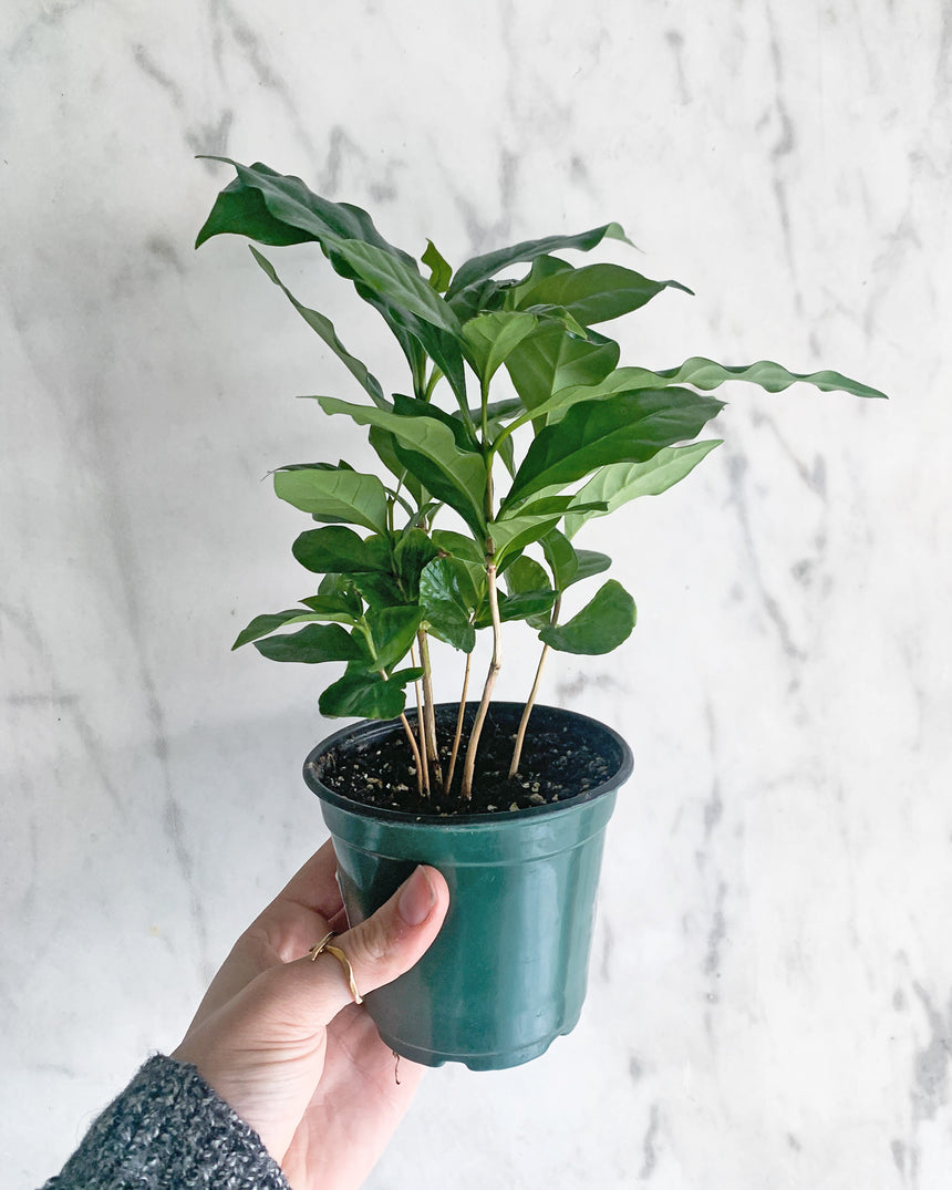 Coffee Plant 'Arabica'