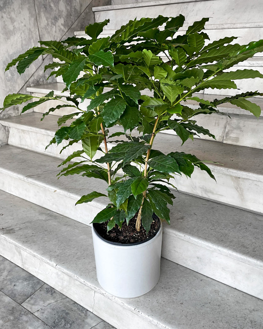 Coffee Plant 'Arabica'