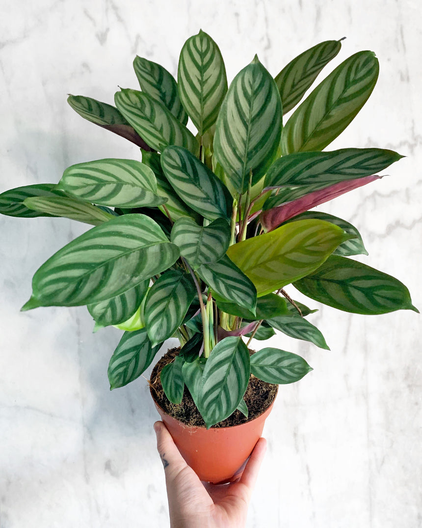Ctenanthe Exotica