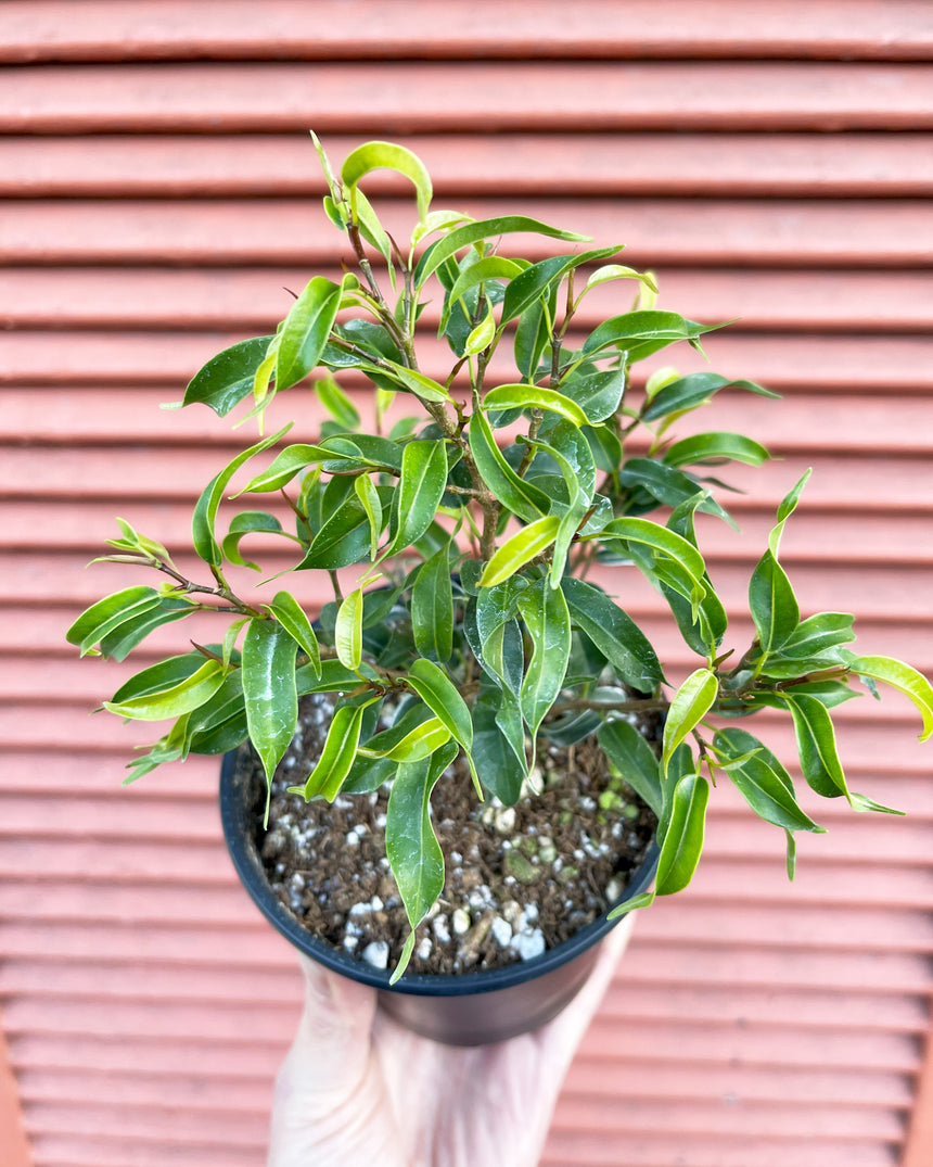 Dwarf Ficus Benjamina 'Mini Lucie' 4in