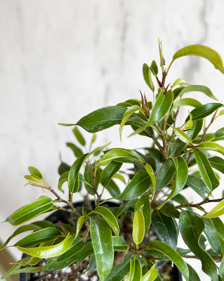 Dwarf Ficus Benjamina 'Mini Lucie' 4in