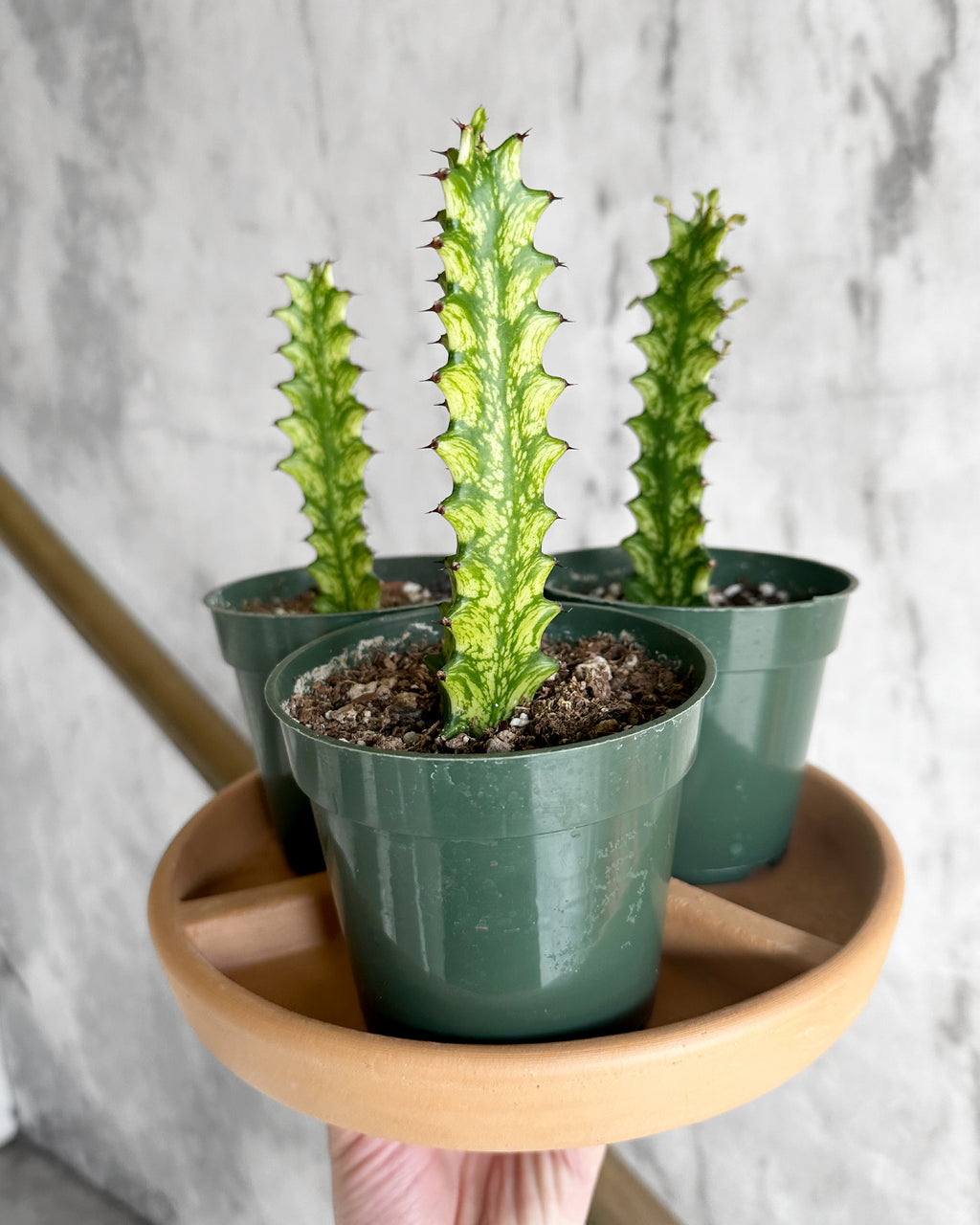 Euphorbia Trigona F. Ibrida Variegata - Pianta Succulenta 8cm - Cactus Per Casa E Giardino - 4
