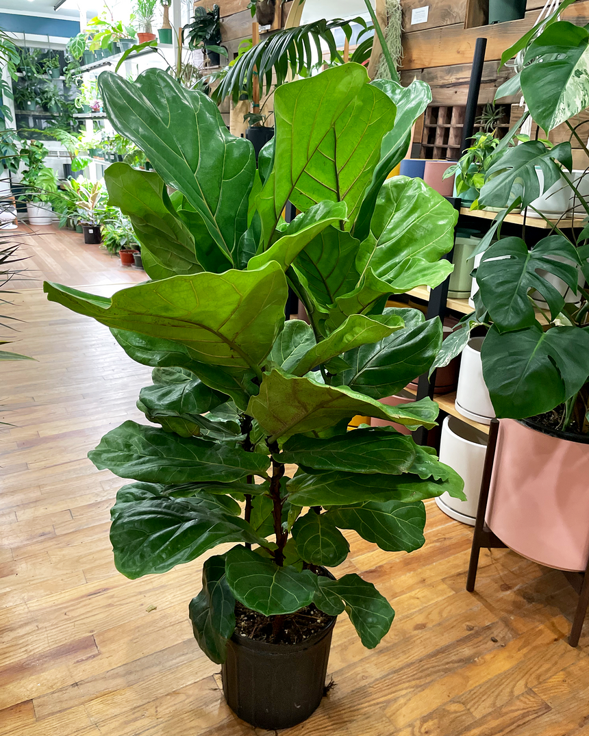 Ficus Lyrata 'Fiddle Leaf Fig'