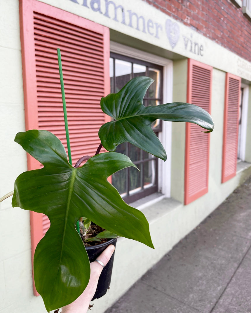 Philodendron Bipennifolium 'Florida Beauty green'