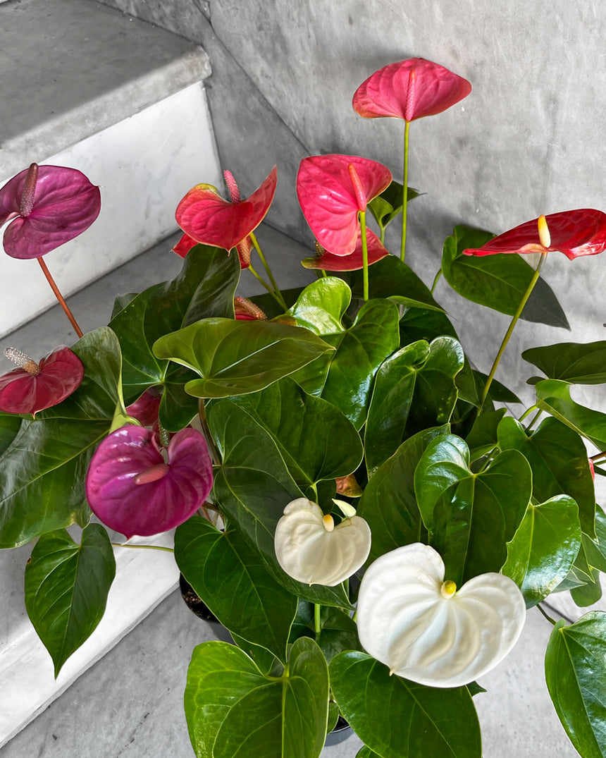 Flowering Anthurium - 5 colors