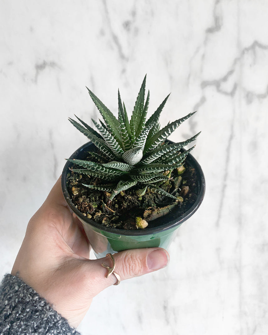 Haworthia 'Zebra Plant'