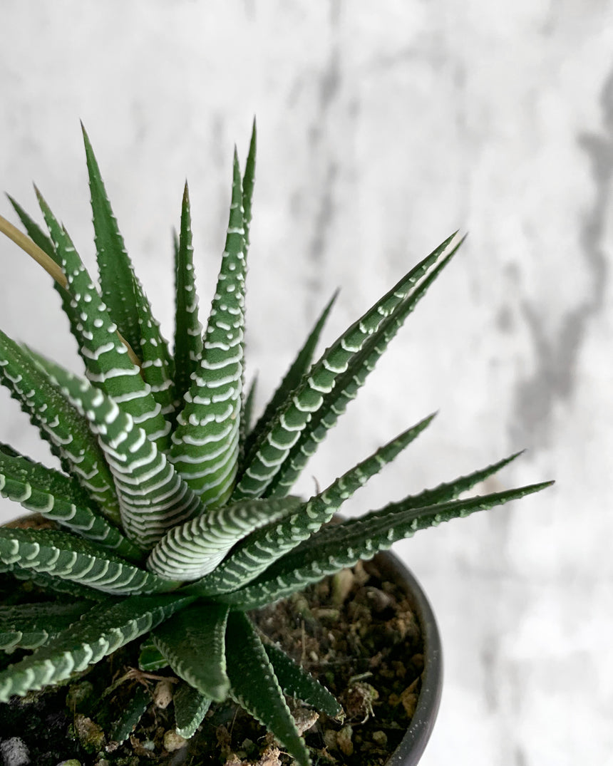 Haworthia 'Zebra Plant'