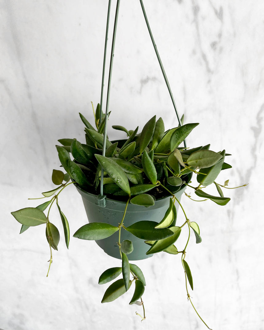 Hoya Affinity Burtoniae