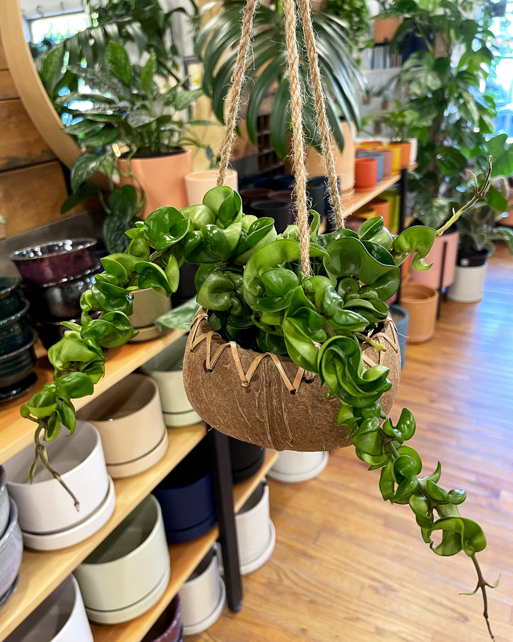 hoya carnosa hanging plant Hoya Carnosa 'Compacta'
