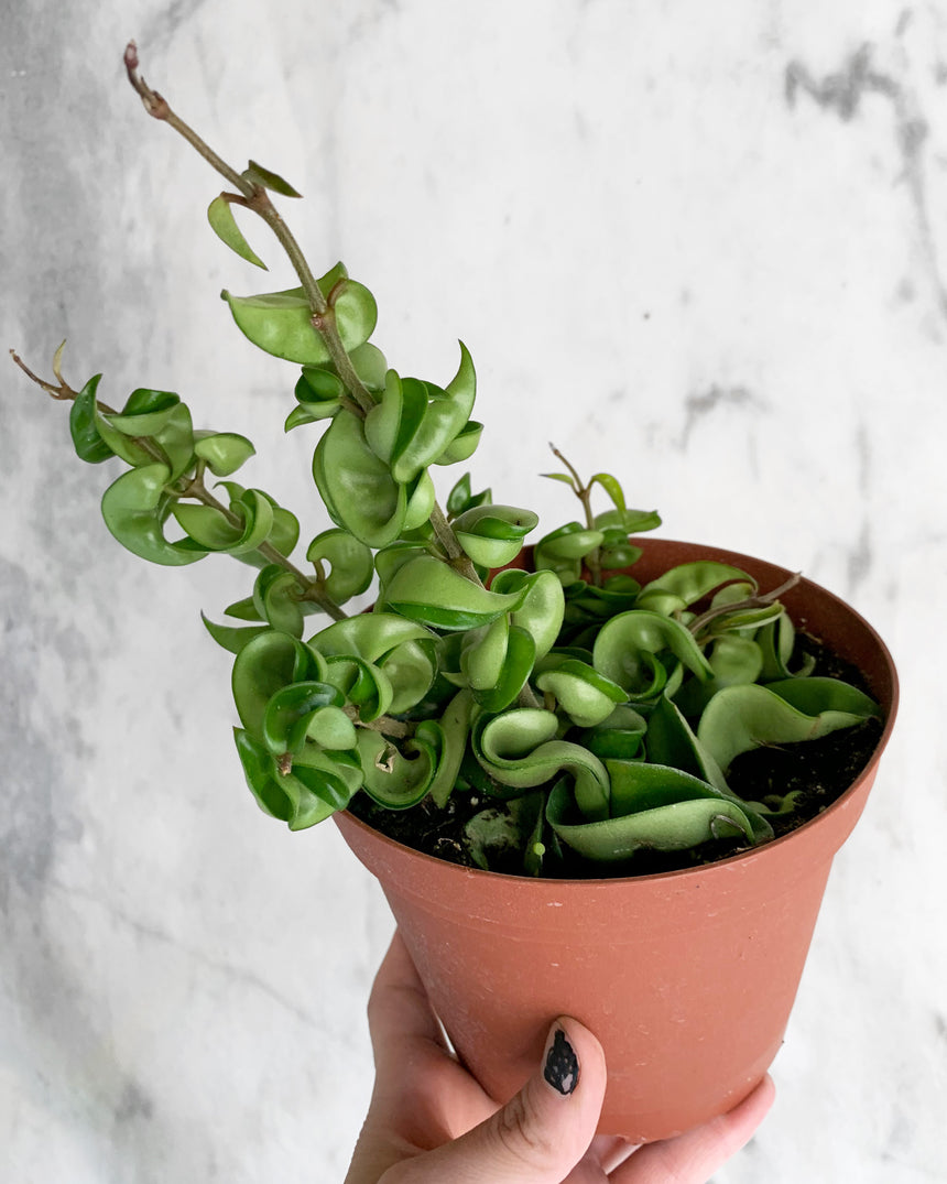 Hoya Carnosa 'Compacta'