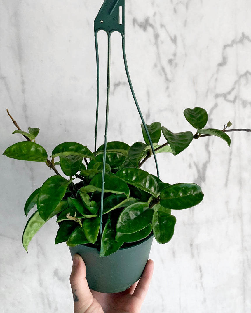 Hoya Carnosa 'Krinkle'